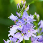 veronica officinalis