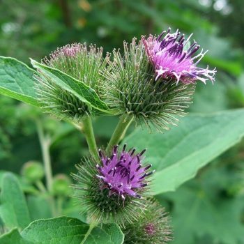 ΑΡΚΤΙΟ - ΚΟΛΛΗΤΣΙΔΑ&ΛΑΠΠΑ - (ARCTIUM LAPPA)