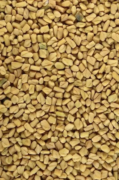 unnamed-file-10.webp ΤΡΙΓΩΝΕΛΛΑ ΣΠΥΡΙ (FENUGREEK SEED) - Image 1
