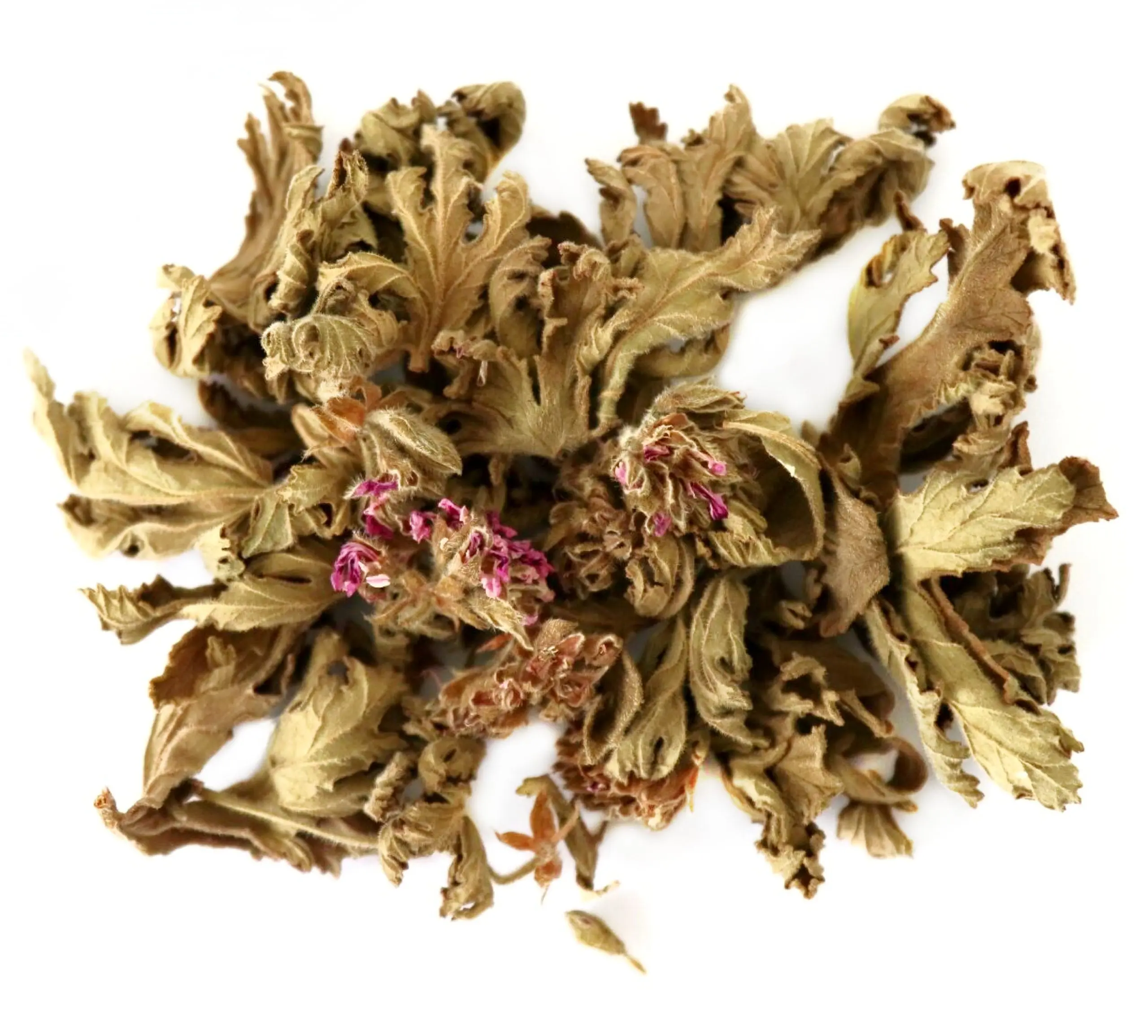 unnamed-file-38-scaled-1.webp ΑΡΜΠΑΡΟΡΙΖΑ - PELARGONIUM GRAVEOLENS - Image 1