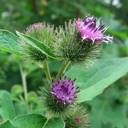 ΑΡΚΤΙΟ - ΚΟΛΛΗΤΣΙΔΑ&ΛΑΠΠΑ - (ARCTIUM LAPPA)