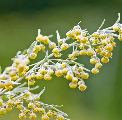 ΑΡΤΕΜΗΣΙΑ & ΑΨΙΘΙΑ  (ABSINTHE WORMWOOD)