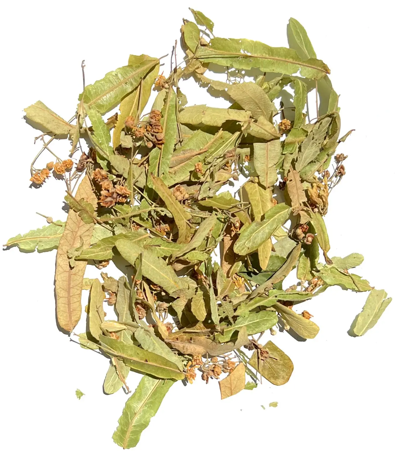 μ-4.webp ΦΛΑΜΟΥΡΙ - LINDEN - Image 1